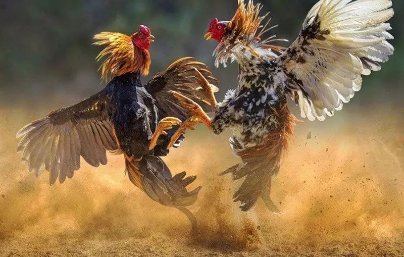 Trải Nghiệm Đá Gà Trực Tiếp C4 789BET - Sân Chơi Thú Vị Cho Những Người Yêu Thích Cá Cược